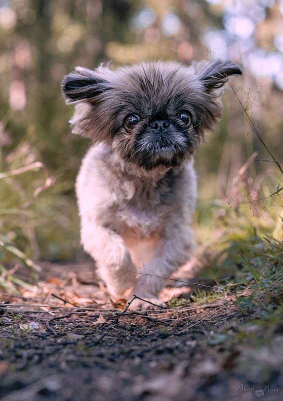 пекинес, собака прыгает Пекинесphoto preview