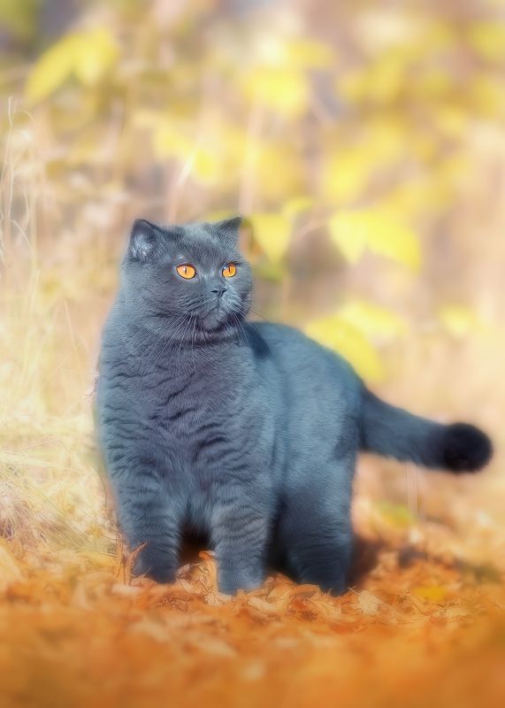 кошки, , животные, , природа Осенний променад фото превью