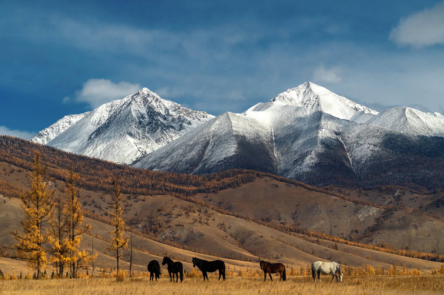 ока, саяны, аха, осень, лошади, Тильпунов Михаил