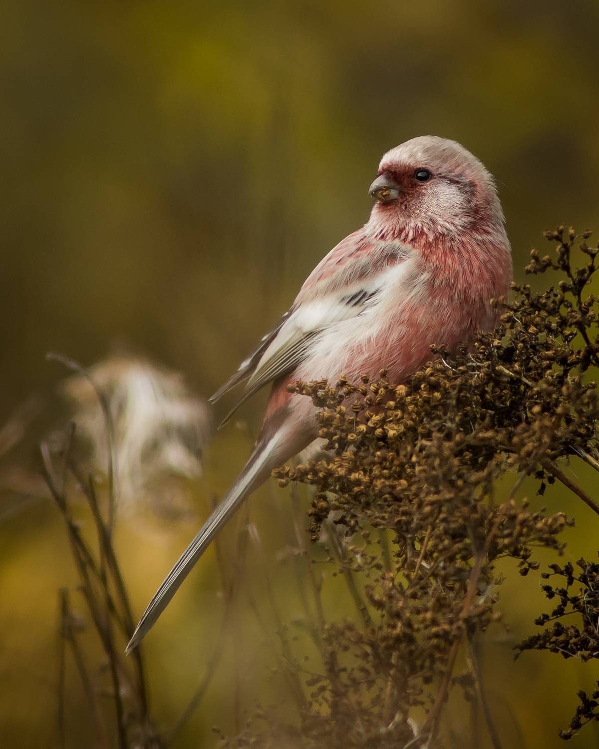Урагус. Автор: Суслов Дмитрий урагус, Суслов Дмитрий