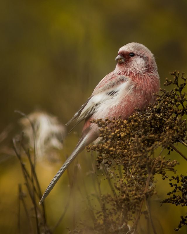 урагус Урагусphoto preview