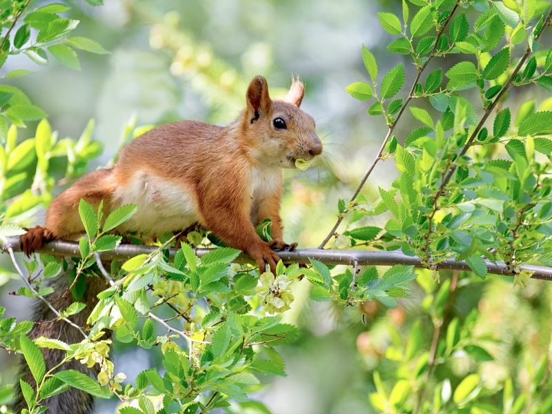 белка, лес, обед, Белка - мамочка обедает.photo preview