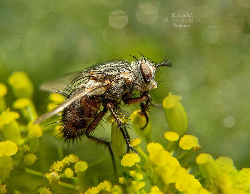 макро,  макро на телефон, macro, macro lens, муха, Мухаphoto preview