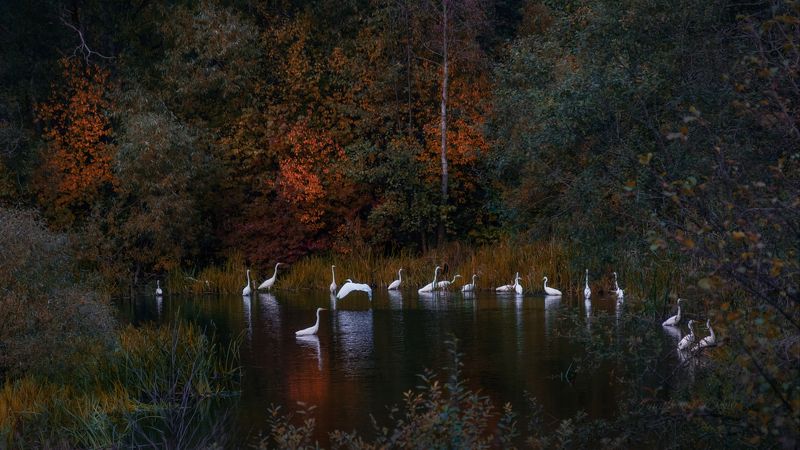 ***белые цапли photo preview