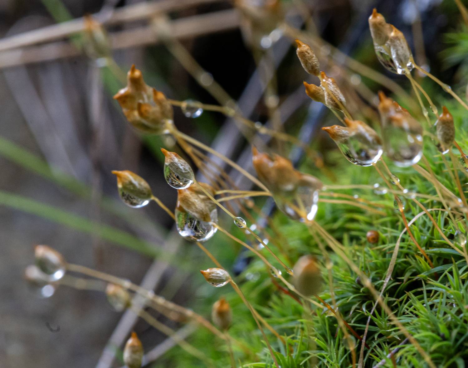 дагестан, тляратинский заказник, роса, мох, Савчук Сергей