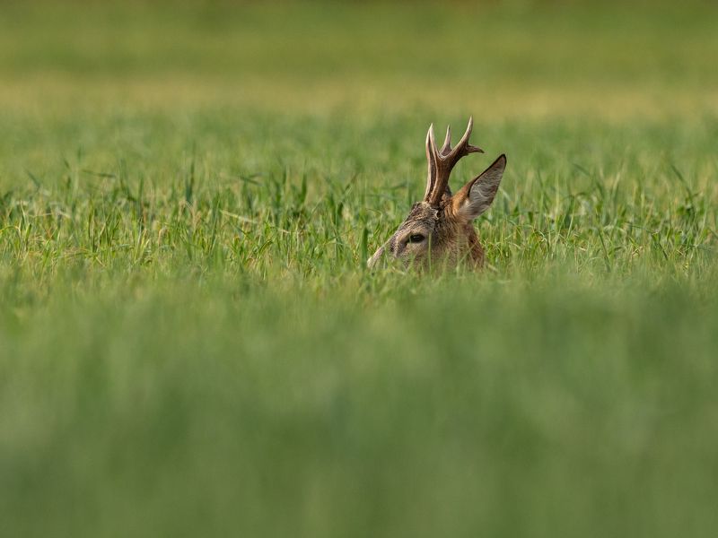 косуля, Бдительностьphoto preview