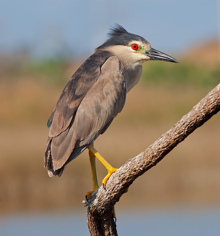 кваква, black-crowned night heron, heron, цапля, израиль,  птицы израиля Кваква- Black-crowned Night Heronphoto preview