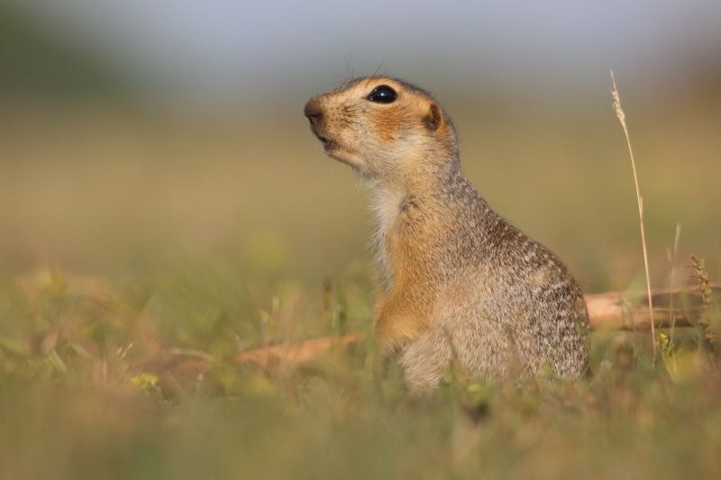 животные, природа, млекопитающие, звери, дикая природа, анималистика, суслик, самара, самарская область На зареphoto preview