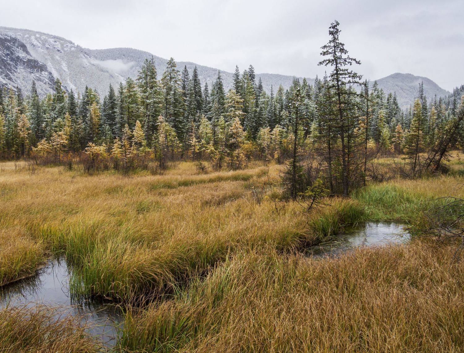 Алтайская осень. Автор: Андрей Хаймин , Андрей Хаймин