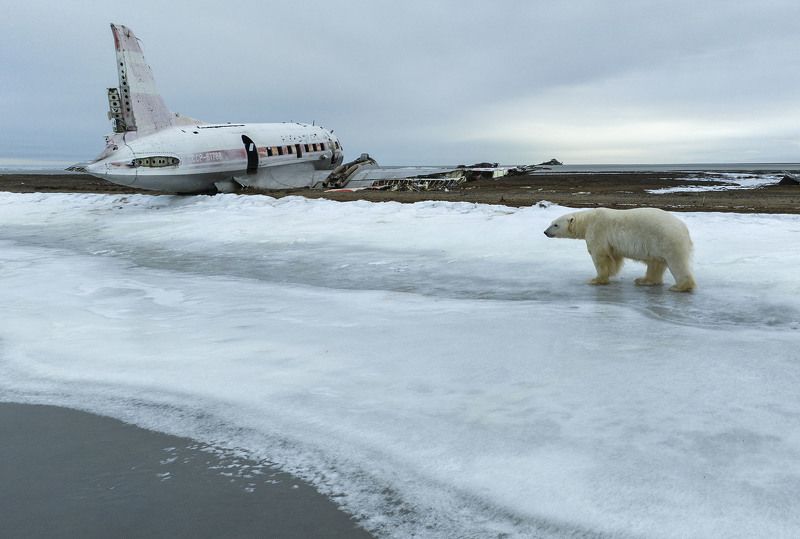 чукотка, арктика, медведь белый, медведь полярный , медведь морской Потерявшийся пилот \