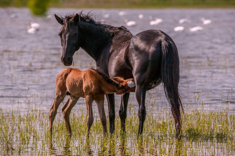 ПОЛОВОДЬЕ  (весна)photo preview