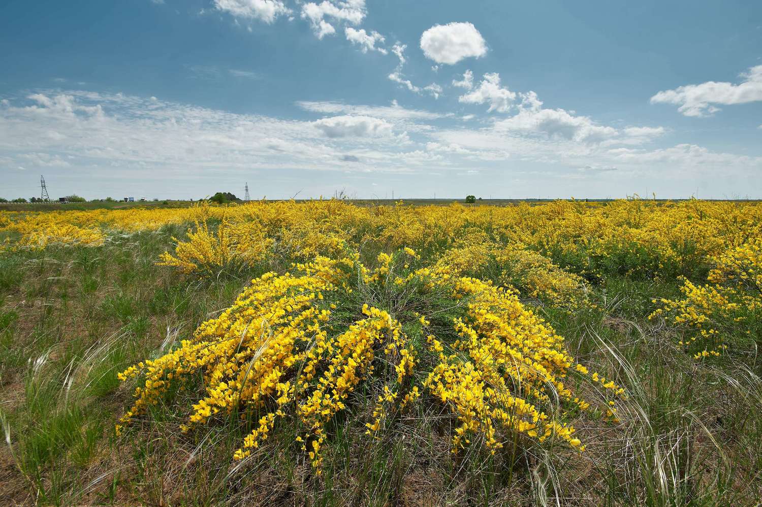 Yellow field . Автор: Сторчилов Павел Yellow field, volgograd, russia, landscapes, , Сторчилов Павел