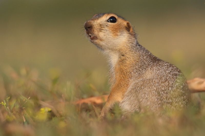 природа, животные, дикая природа, звери, млекопитающие, грузуны, суслики Портрет у норыphoto preview