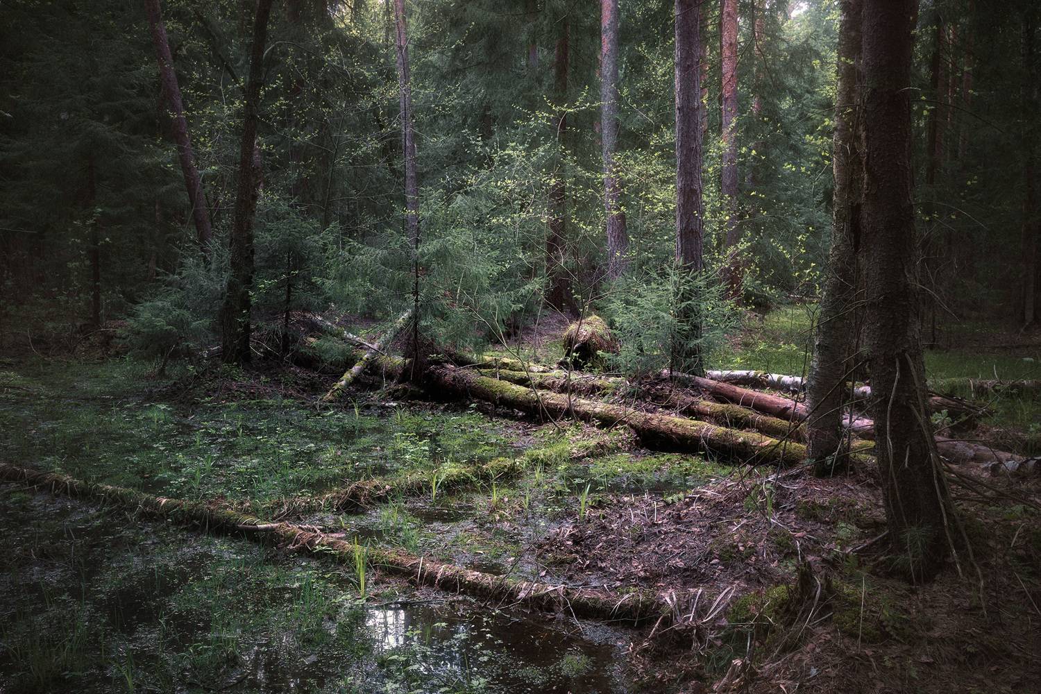 В весеннем лесу. Автор: Валерий Вождаев лес, весна, деревья, пейзаж, Валерий Вождаев
