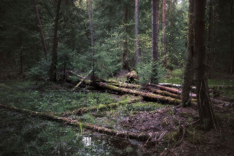 лес, весна, деревья, пейзаж В весеннем лесуphoto preview