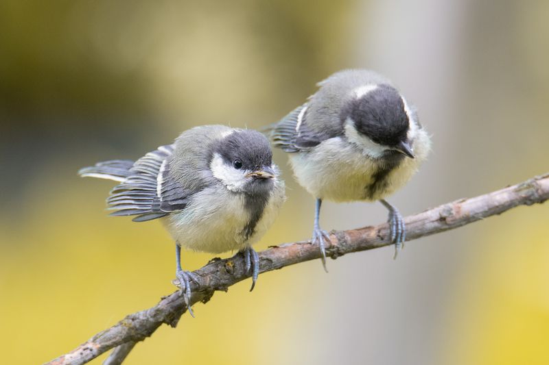большая синица,parus major, ставрополь Большая синица (лат. Parus major)photo preview