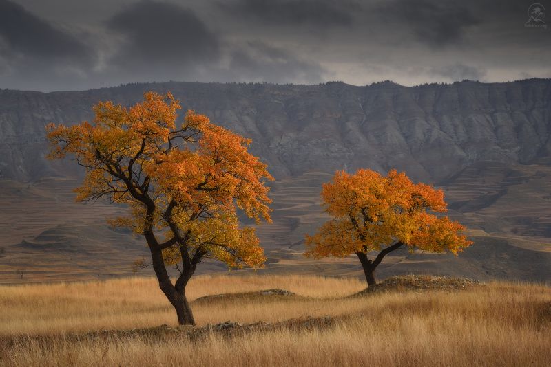дагестан, горный дагестан, северный кавказ, фототур в дагестан,  деревья, горы, террасы Танцы вдвоемphoto preview