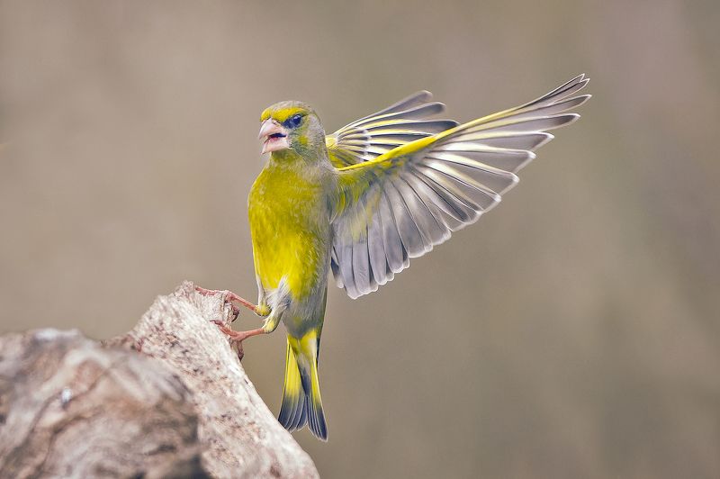 Обыкновенная зеленушка фото превью