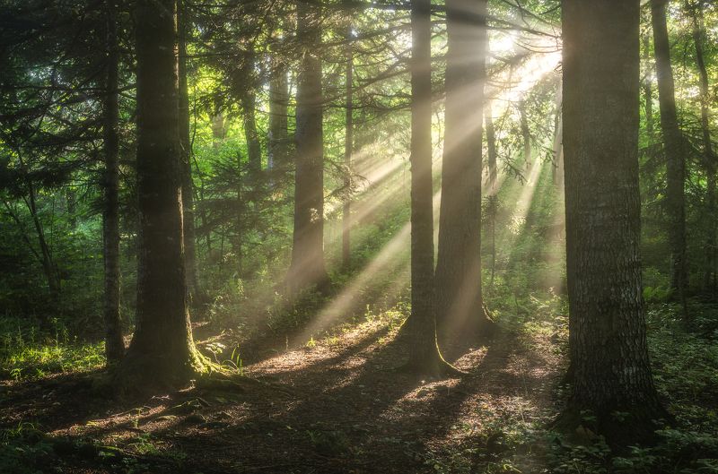 Утро в летнем лесуphoto preview