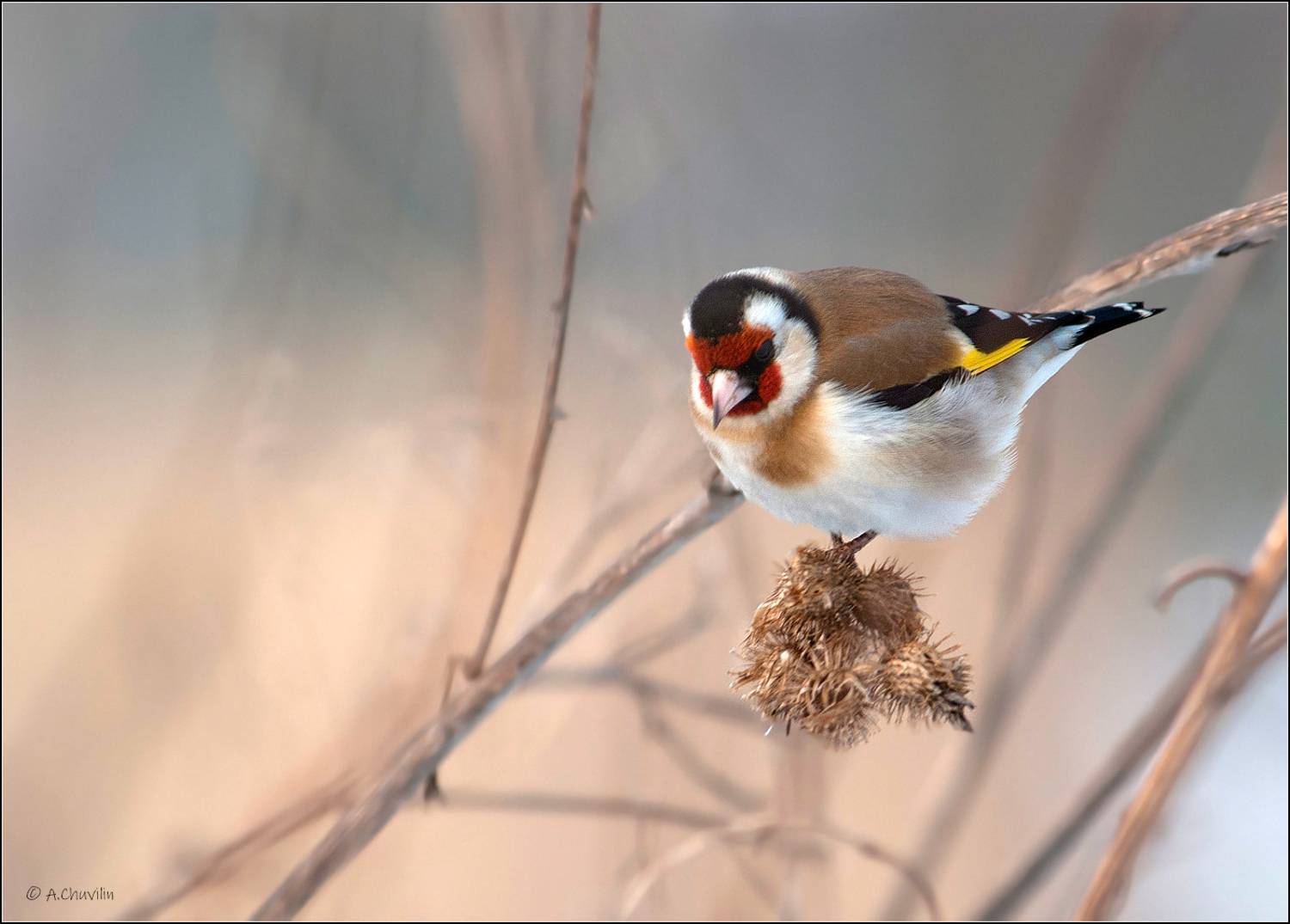 Осенний Щегол. Автор: Александр Чувилин птица,осенний,щегол, Александр Чувилин