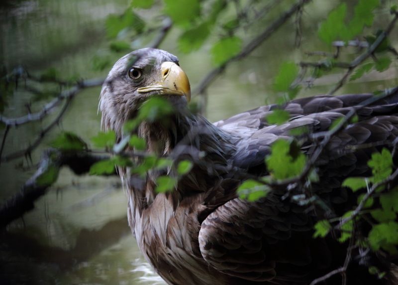 животные, природа, дикая природа, птицы, орлан-белохвост, орлан, анималистика, самара, самарская область В засадеphoto preview