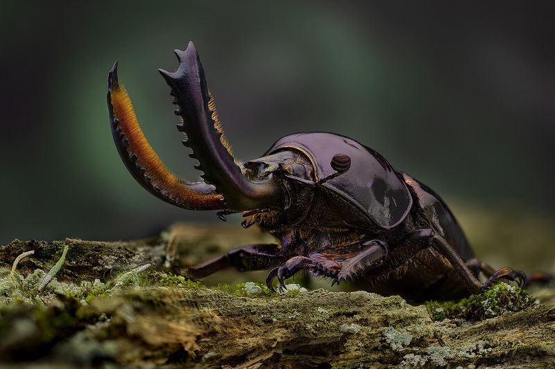 lamprima, аdolphinae Рогатыйphoto preview