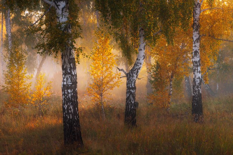 Три сестрыphoto preview