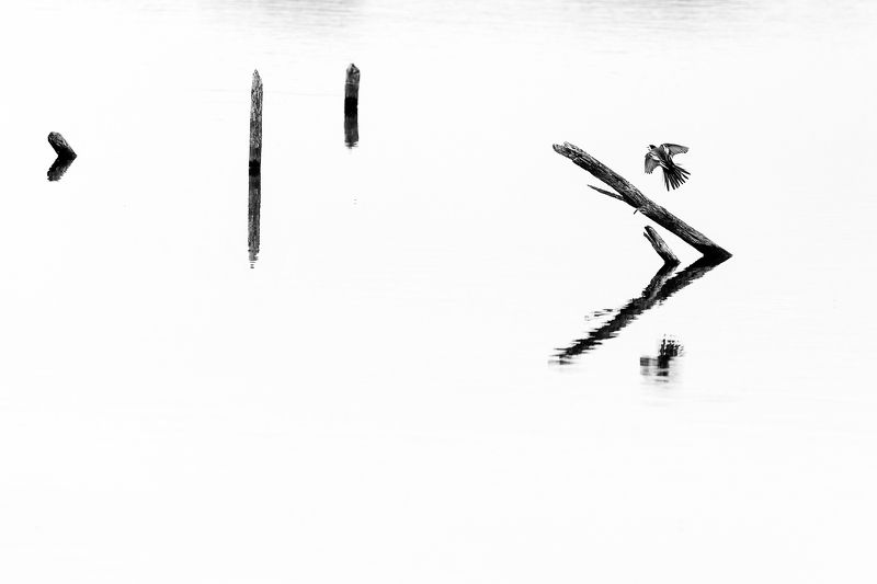 минимализм птица чб Птица... фото превью