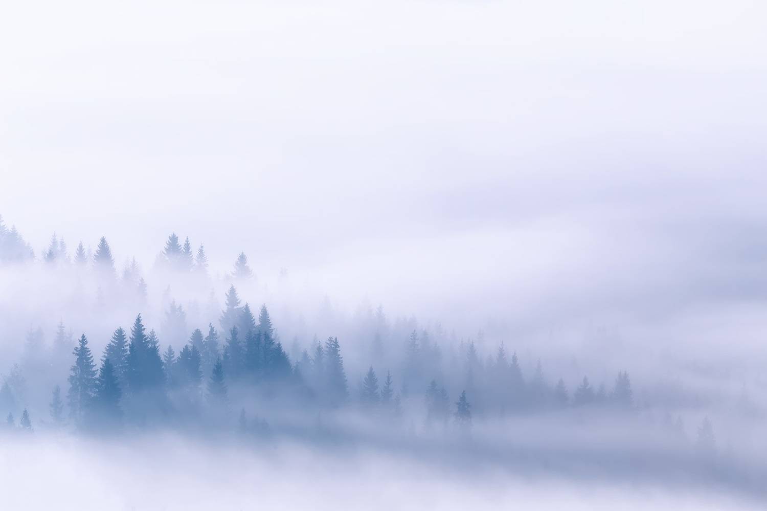 Под туманным одеялом. Автор: Вейзе Максим горы, карпаты, лес, осень, рассвет, сентябрь, туман, украина, утро, Вейзе Максим