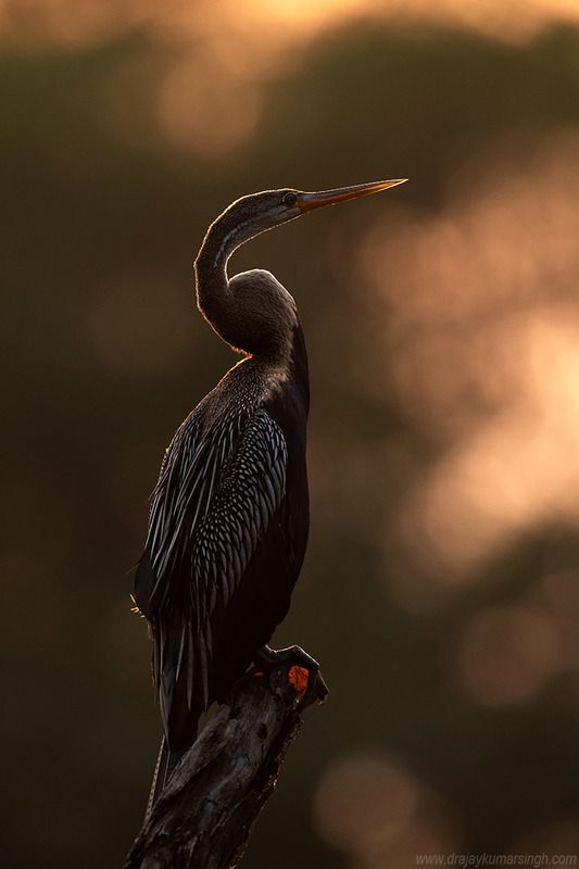 Darter sunset Bharatpur Darter during sunsetphoto preview
