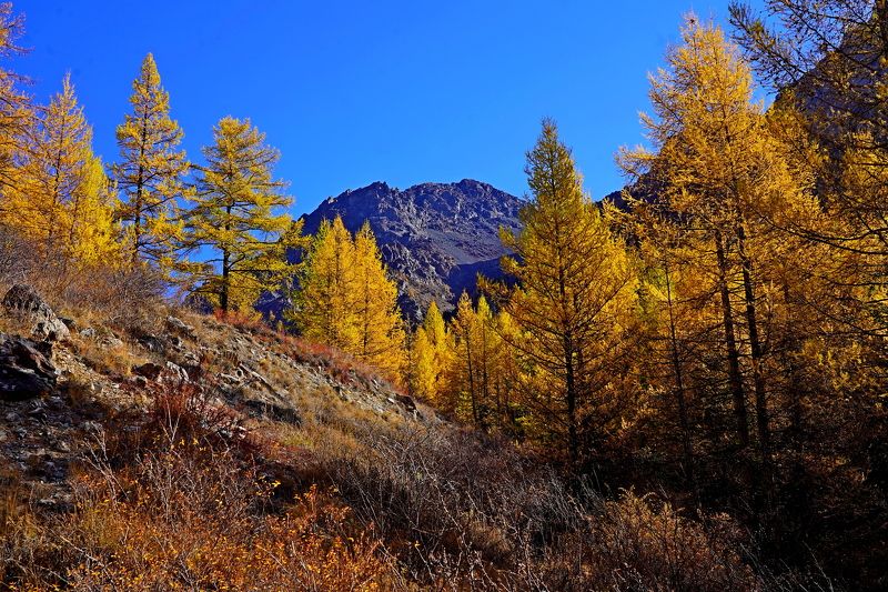 Алтай, Сибирь, Россия photo preview