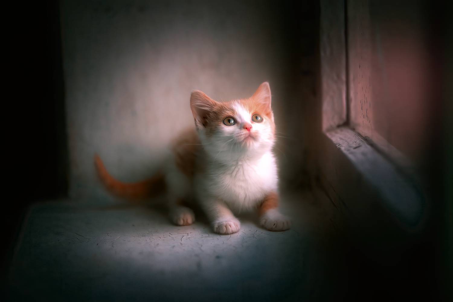 кошки  животные  приют котята, Холудеев Виктор