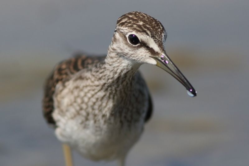 животные, природа, дикая природа, птицы, анималистика, самара, кулики, фифи Фифиphoto preview