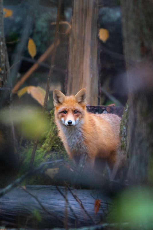 В лесной чащеphoto preview