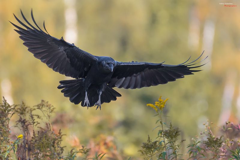 Воронphoto preview