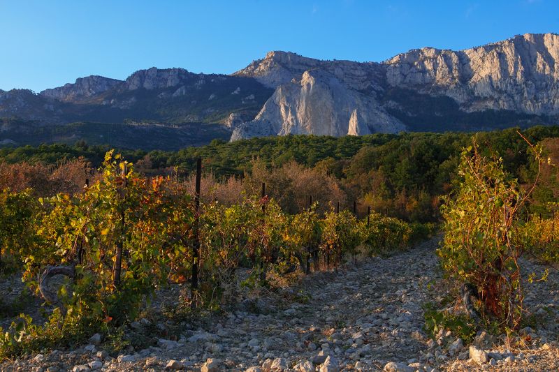 sigma sd quattro . crimea Autumn vineyard.Crimean mountains. фото превью