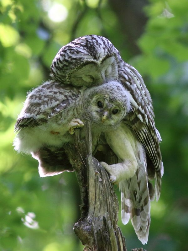 животные, дикая природа, природа, птицы, неясыти, длиннохвостая неясыть, анималистика, самарская область Мать и дитяphoto preview