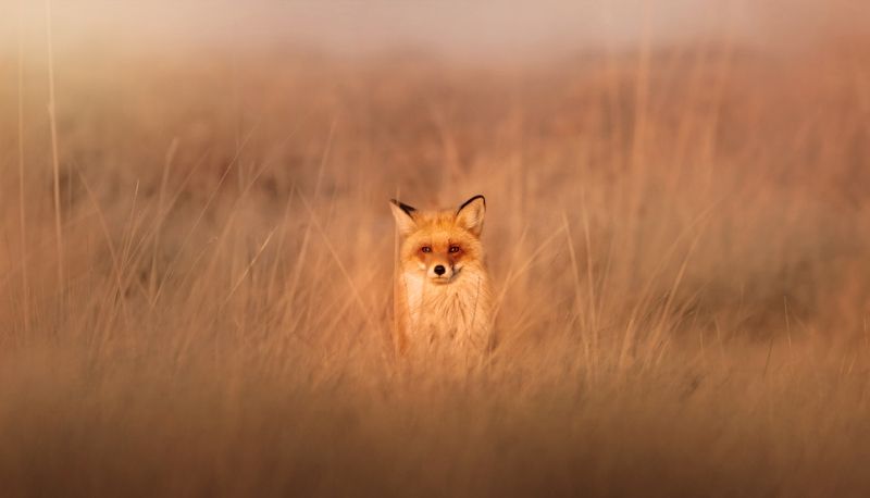 Лиса на охотеphoto preview