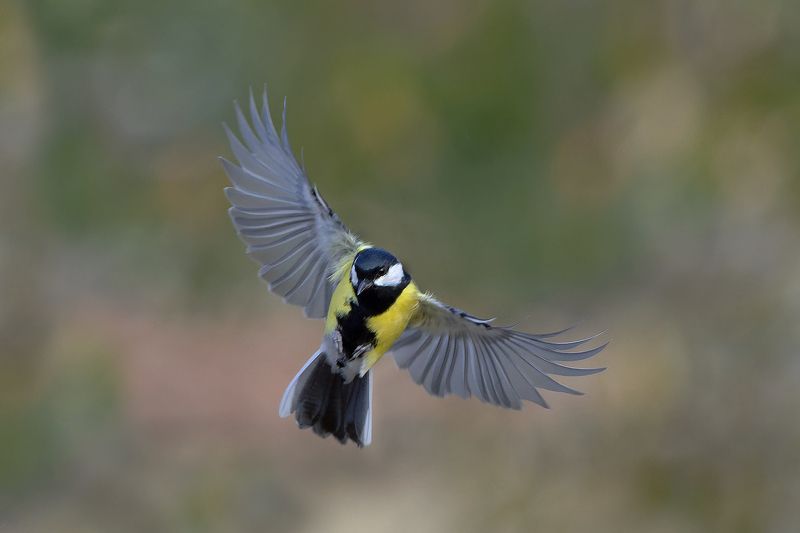 Большая синицаphoto preview