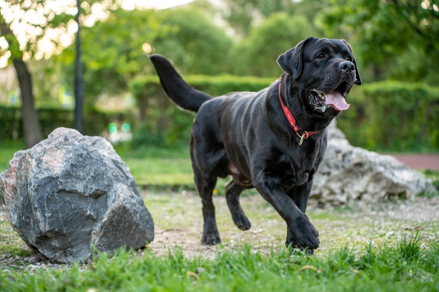 Лабрадор Ричи. Автор: Маори Мурр собака, лабрадор, Маори Мурр
