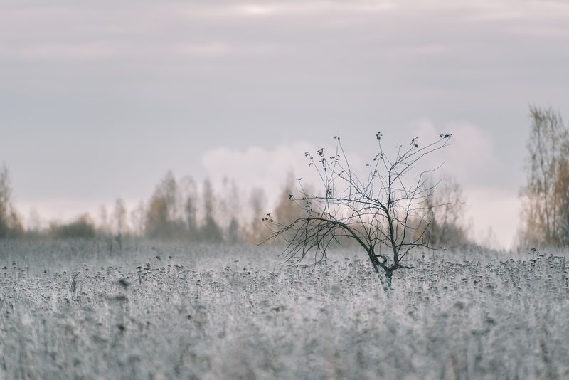 иней мороз трава дерево морозное утро Морозное утро октября фото превью