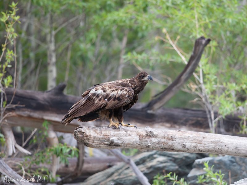 беркут, птицы Беркутphoto preview