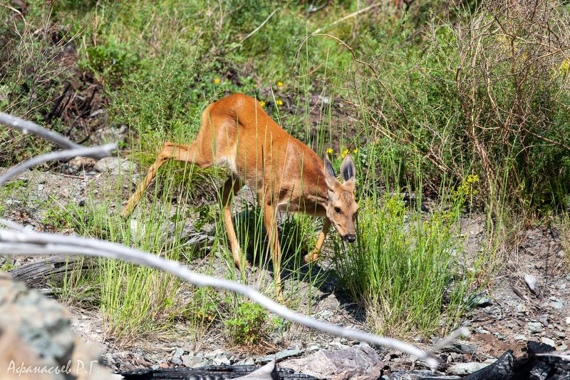 косуля, животные Серия сибирских косульphoto preview