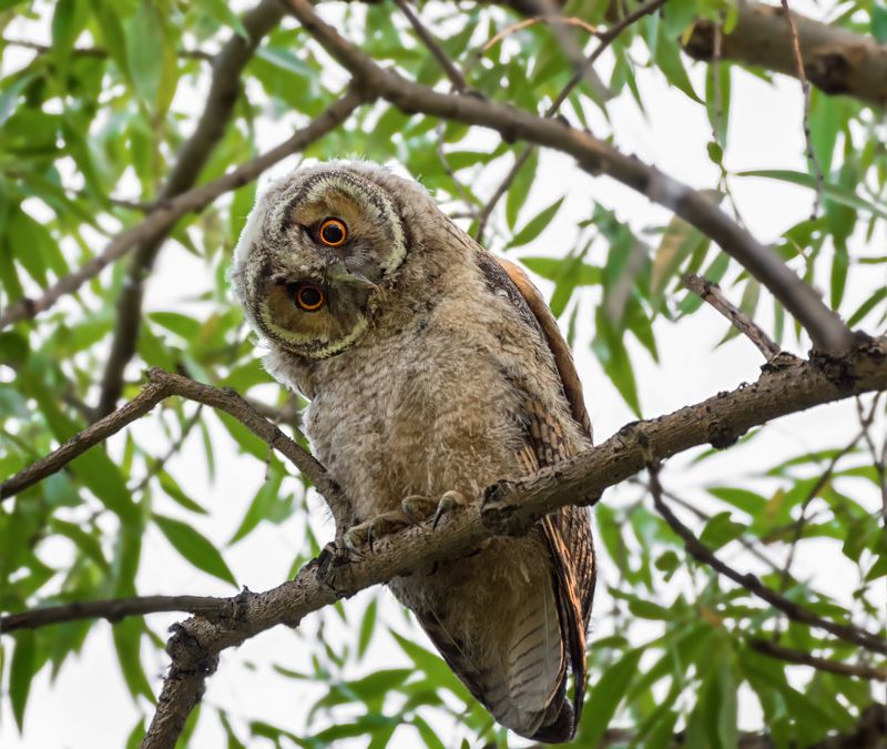 птица, сова ушастая, слёток, лес, совёнок фото превью