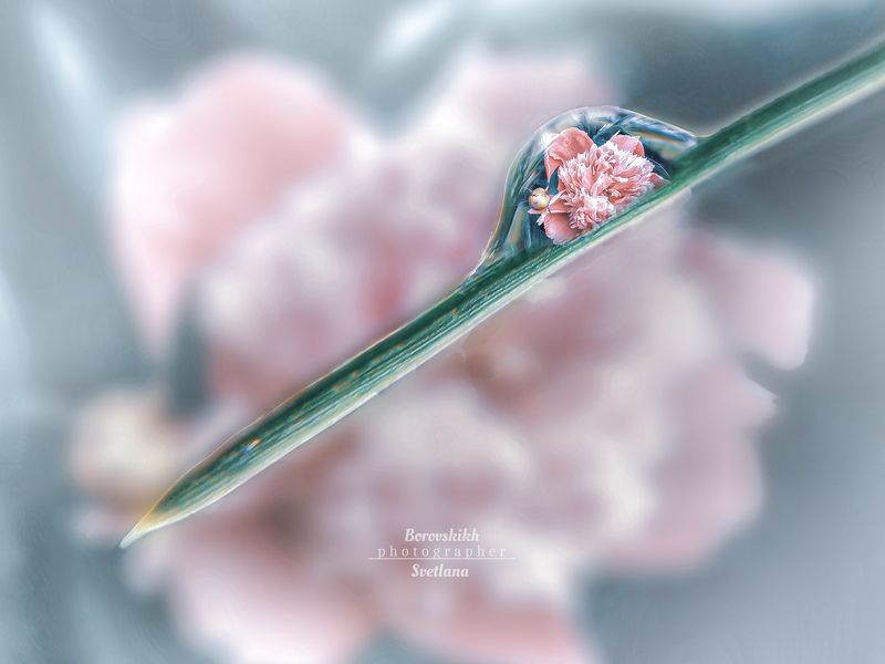 макро,  макро на телефон, macro, macro lens, капля, отражение, отражение в капле Отражениеphoto preview