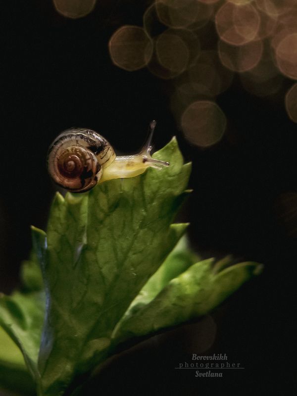 макро,  макро на телефон, macro, macro lens, улитка, низкий ключ, dark photo Знакомьтесь, это Улька!photo preview
