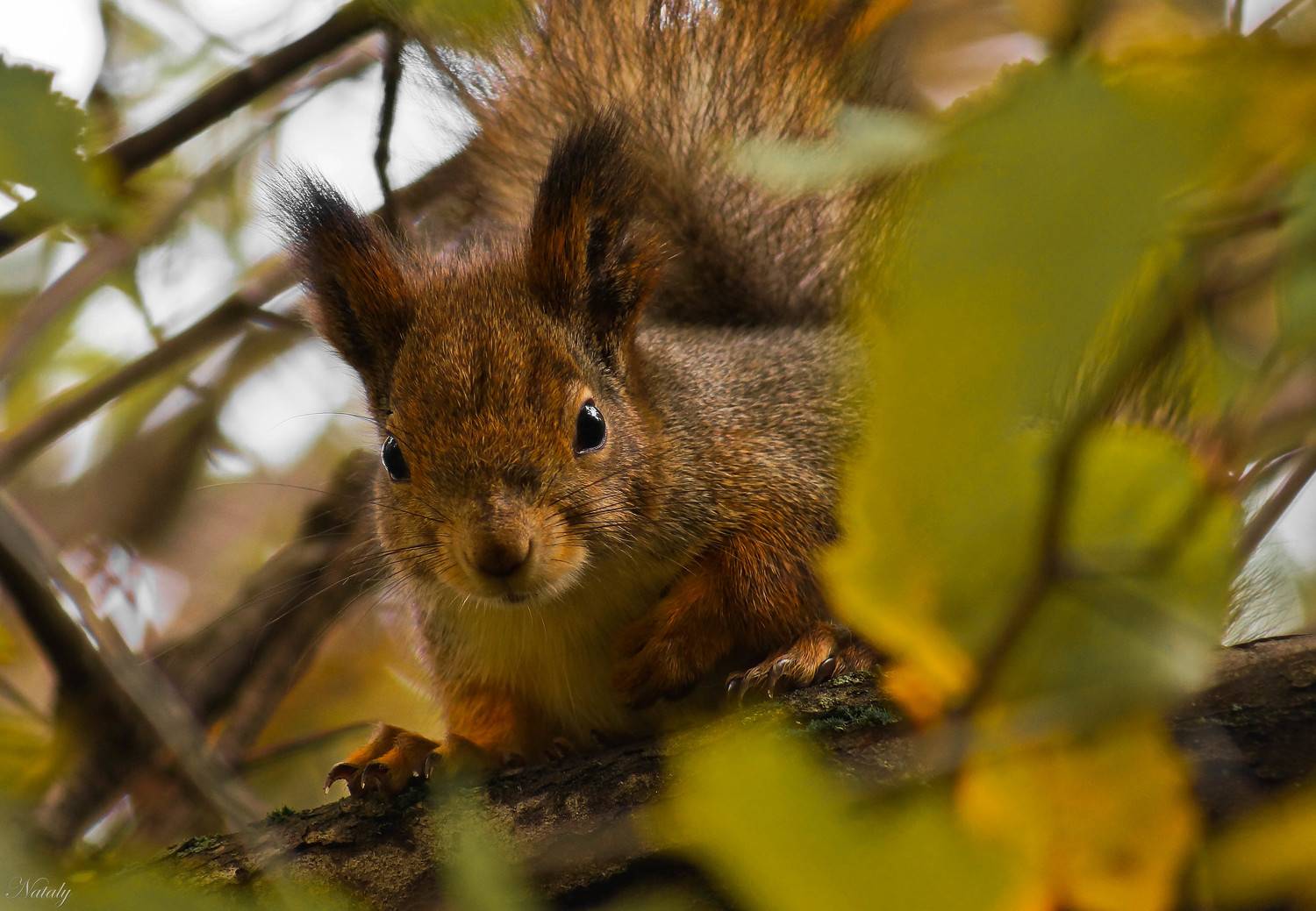 , Екимова Наталья