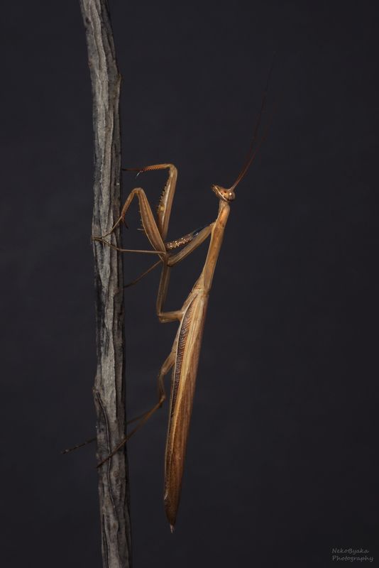 макро, природа, насекомые, богомол, macro, nature, insects, mantis, Богомол обыкновенныйphoto preview