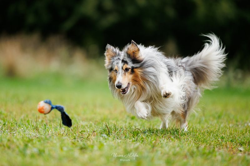 репортаж, собаки, спорт Pitch&Gophoto preview