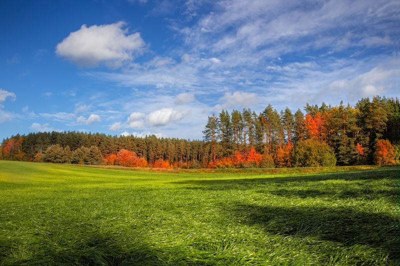 осень, день, поле, лес, небо, Осенний деньphoto preview